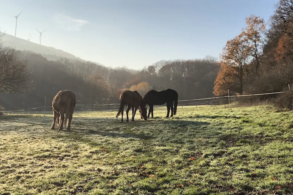 Soonwald Quarter Horses - photo 1