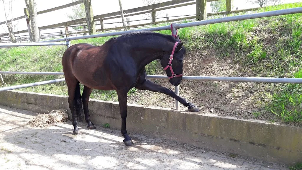Saulers Reitstall - Foto 1