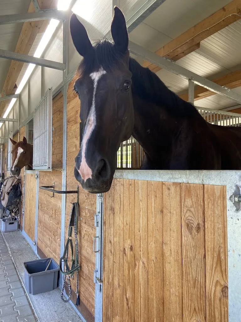 Reitstall & Reitschule Ihlingshof - photo 2