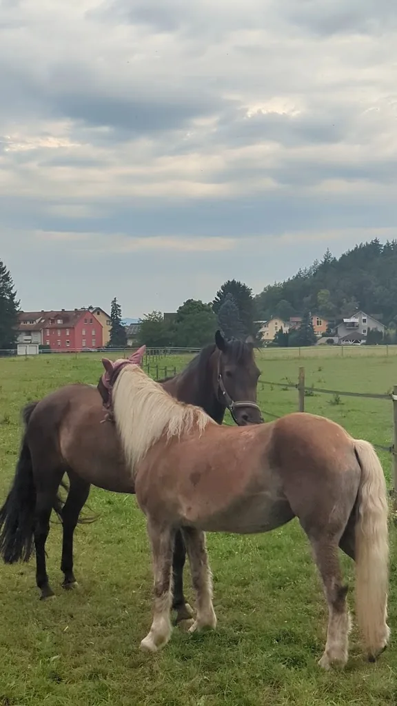 Reitstall Hegne - Foto 1