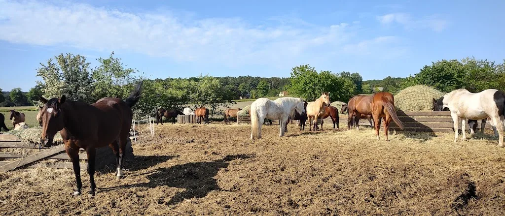 Triple-D-Ranch - Inh. Henrike Gleissner - Foto 1