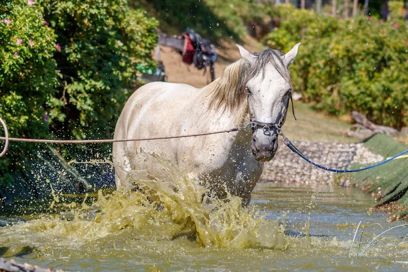 Reitstall zur Schäferei - Jenny Weidert-Dal - Foto 1