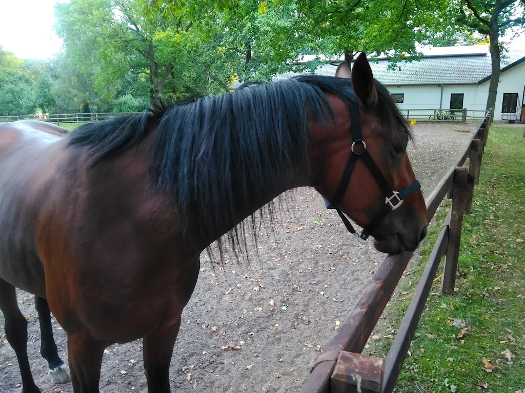 Gestüt am Helkenteich - photo 1