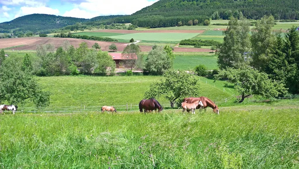 Elta Reining Horses - Anke Waizenegger-Merkt - Foto 1