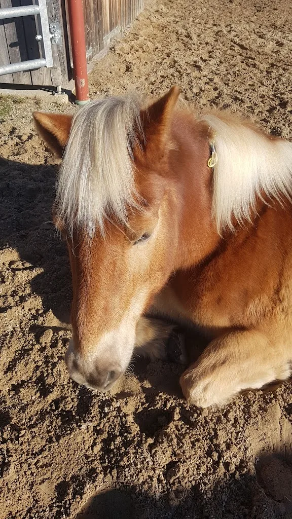 Reitanlage Koch - Foto 1