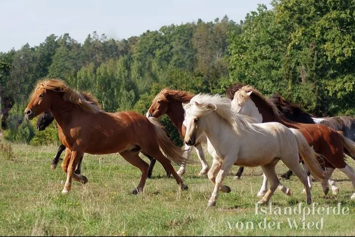 Islandpferde von der Wied - Foto 1