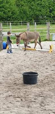 Apollon - Führen Erleben Reiten