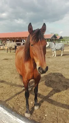 Bewegungsstall Spirn