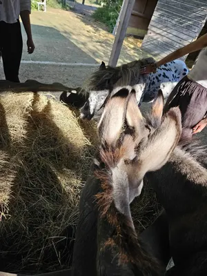 Horseland Ranch