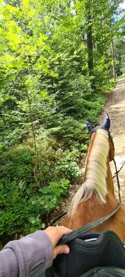Pferdebetrieb Adlstein