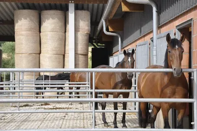 Reitanlage Ute Altmüller
