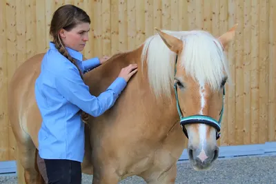 EquiLibrium Therapie & Training