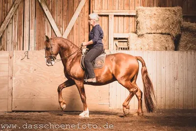 Dream Horse Ranch