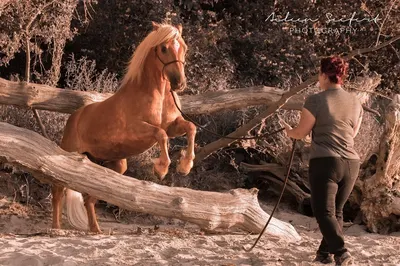 Aileen Seifert- Art of Dressage