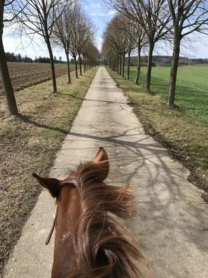 Steffenshof - Urlaub und Reiten
