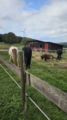 Aktivstall Elchhof