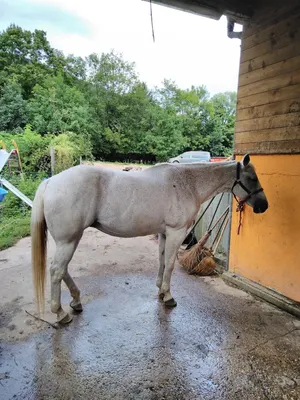 Pferdepension Liedle
