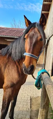 Reitanlage Ganslmaier