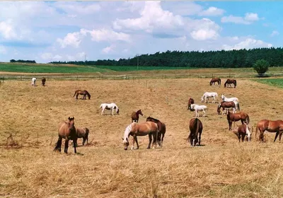 Pferdepension Tannen Ranch