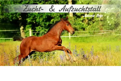Zucht- und Aufzuchtstall Bogs