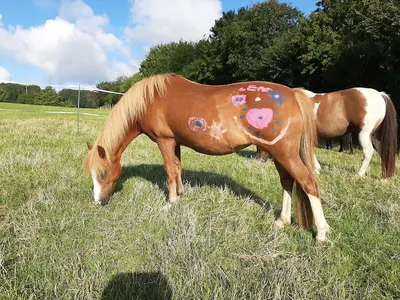 PONYSCHULE GÖRSBACHTAL