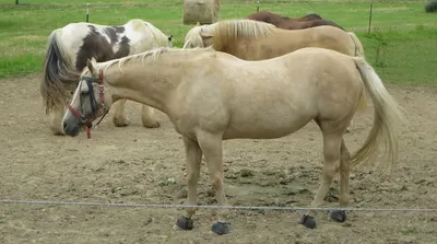 Westernreiten Rösrath