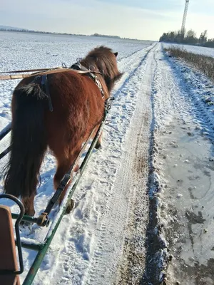 Reiten für die Kleinen