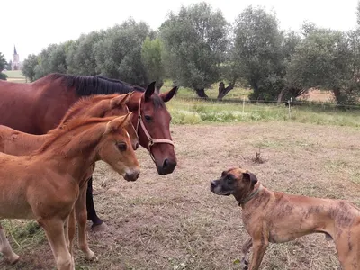 M-Sporthorses