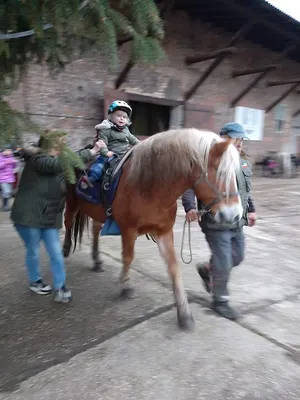 Hafertaxi - Pensions- & Wanderreitstall