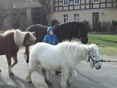 Pferdehof Sommerweide