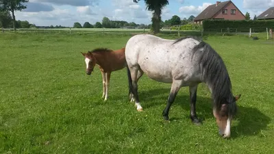 Reitbetrieb Vorhop