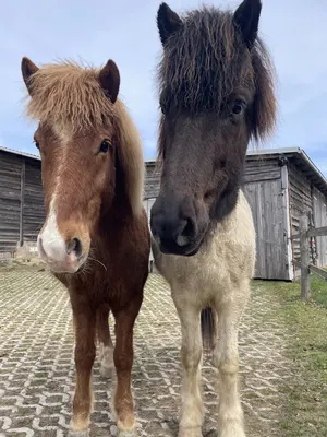 Reiten im Harz - Islandpferde vom Hasselhof