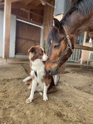 Chapalo - Pferdegestützte Intervention und Reittherapie