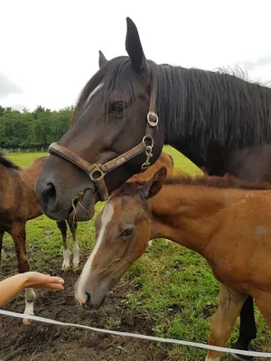 Trakehner Zucht & Ausbildungsstall Rondeshagen