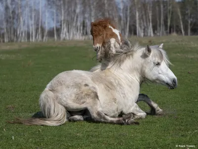 Thunder Horse Ranch
