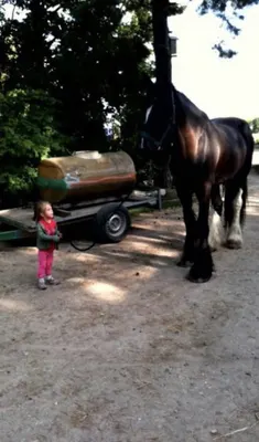 Ponyhof Dreiskau Muckern