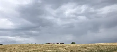 Horses First Ranch