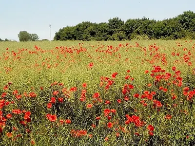Stallgemeinschaft - Hohenweide