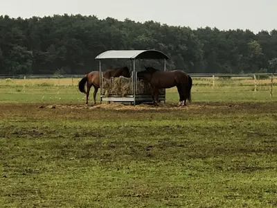 St. Georg Equestrian Club – Reiterhof Bestensee