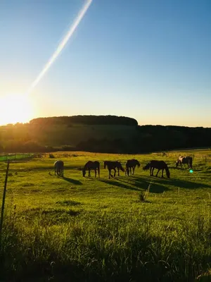 Kim Ranch