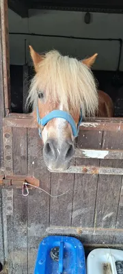 Reitanlage Terlinden