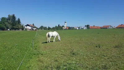 PferdefutterExpress-Hoffmann
