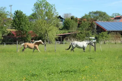 Brandy Station Reining Horses, Westernreitsport