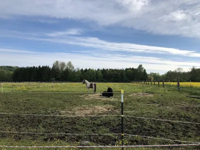 Islandpferde von der Dellinger Höhe