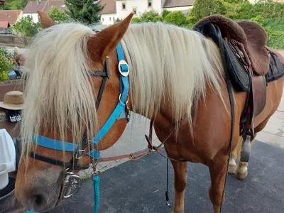 Reitanlage Delmeshof