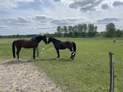 Sportpferde aus Kietz