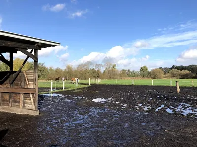 Pferdeboxen
