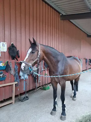 Reitanlage Weidner