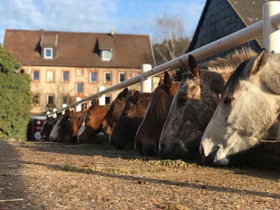 Maschalani Performance Horses
