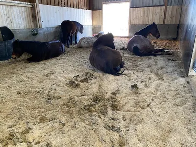 Stonebrook Ranch Westerntraining
